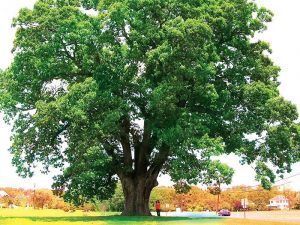 cây gỗ hương khủng